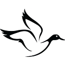 whiteduckoutdoorscom